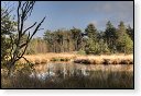 Oisterwijkse Bossen en Vennen Kampina natuurgebied natuur oisterwijk Nationaal park Landschap Het Groene Woud hei heide bossen natuurmonumenten brabant baronie boswachterij dorst